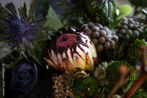 Photos An exotic protea flower with unique velvety textures captured under dramatic lighting