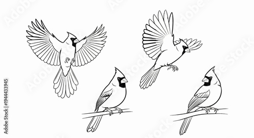 Four line drawings of cardinals, two in flight and two perched on a branch