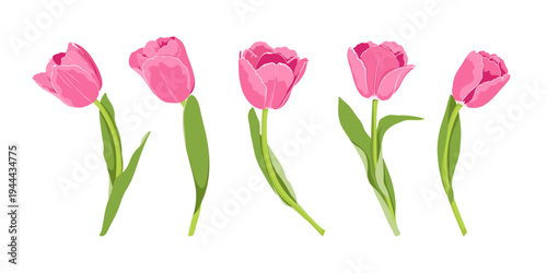 Pink tulips set. Hand drawn simple spring flowers. Pink tulips for your postcards, banners, web pages.
