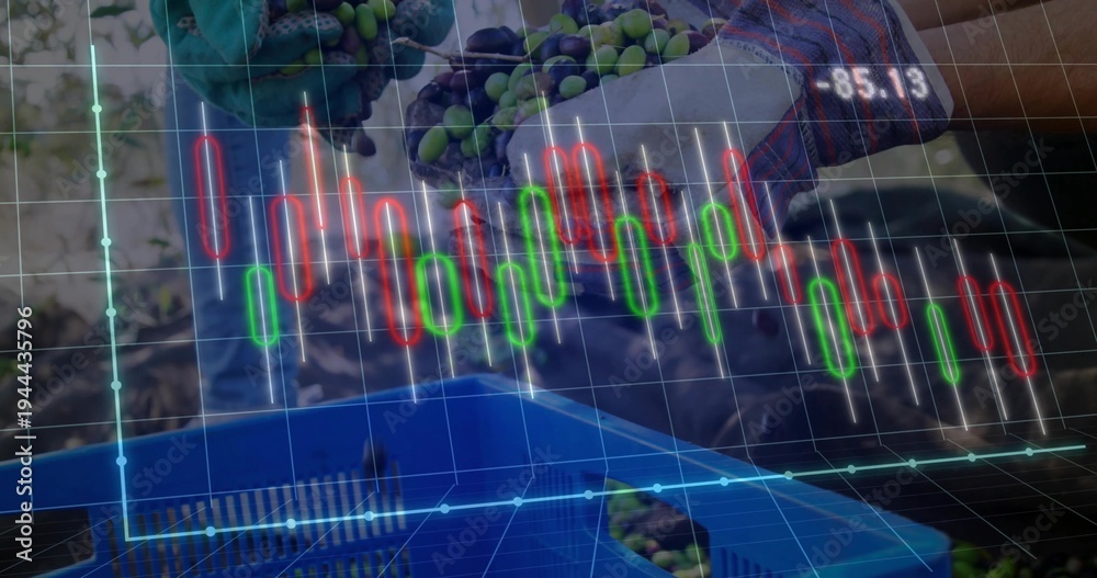Fototapeta premium Harvest workers wearing plaid and gloves sorting grapes at vineyard with blue crate and market data