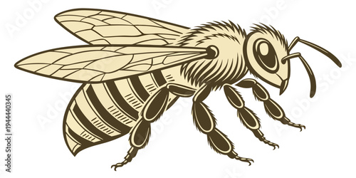 Sepia bee with wings and stripes on white background insect