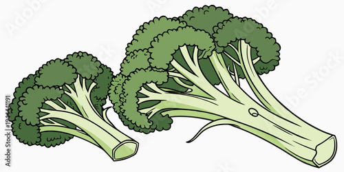 Two green broccoli florets on white background vegetable healthy food
