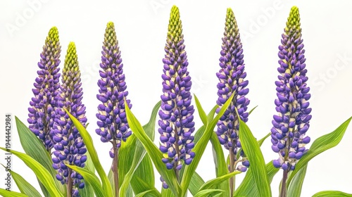 Five vibrant purple lupine flowers, close-up