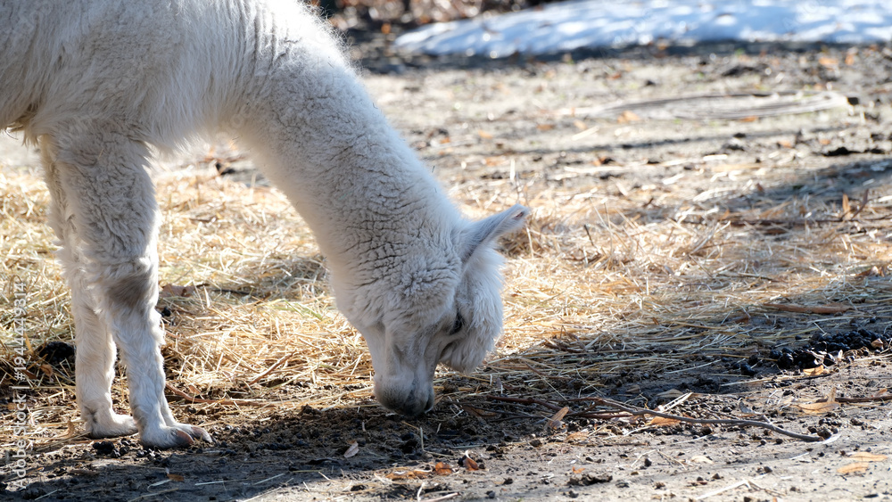Obraz premium Curious llama grazing in the warm sunlight of a peaceful pasture