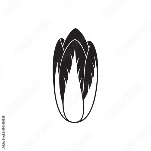 Chicory silhouette vector illustration representing fresh endive lettuce head with detailed leaf structure for organic food marketing and restaurant menu design branding projects on white background