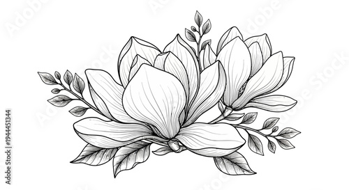 Elegant Hand Drawn Magnolia Flowers with Leaves. Detailed Botanical Line Art Floral Illustration for Design and Decoration.