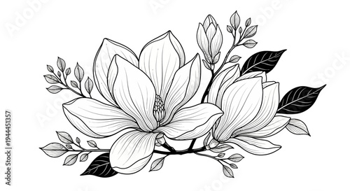 Beautiful Magnolia Flower Line Art Illustration, Black and White Hand-Drawn Botanical Blossom Design Element for Prints & Decor