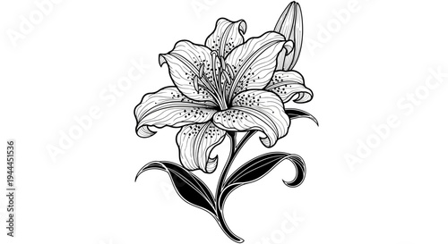 Elegant Black and White Lily Flower Illustration with Bud and Leaves. Detailed Botanical Line Art Drawing, Floral Design Element