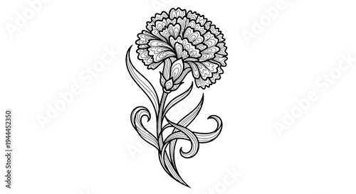Detailed black and white carnation flower illustration with decorative leaves and bud, elegant botanical line art design.