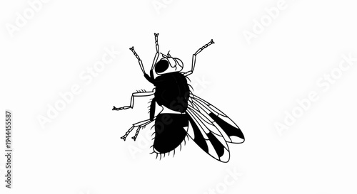 A black and white line drawing of a fly with wings outstretched