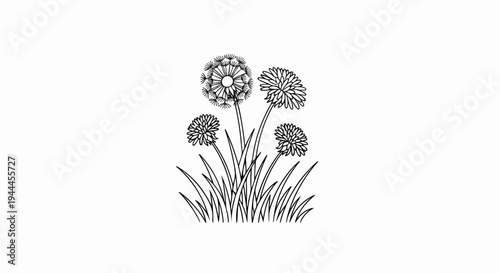 A black and white line drawing of four dandelions with grass