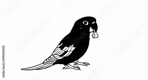 A black bird with white wing markings holds a small object in its beak