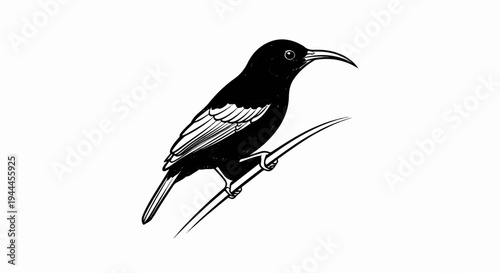 A black bird with a long curved beak perches on a thin branch