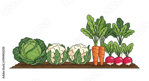 Garden patch features cabbage, cauliflower, carrots, and radishes growing in dark brown soil in a neat, organized row.
