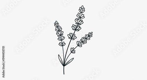 Delicate Hand-Drawn Lavender Sprigs Illustration. Minimalist Botanical Line Art of Aromatic Flowers on a Clean White Background.
