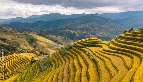Foto Golden Rice Harvest Season in Mu Cang Chai Terraced Fields, Vietnam