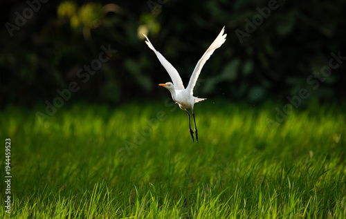 Fényképezés Western cattle egret (Ardea ibis) Kerala, India