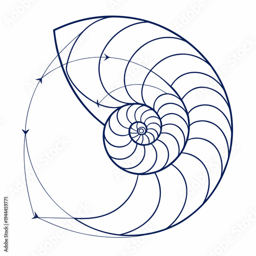 Nautilus shell spiral blue lines