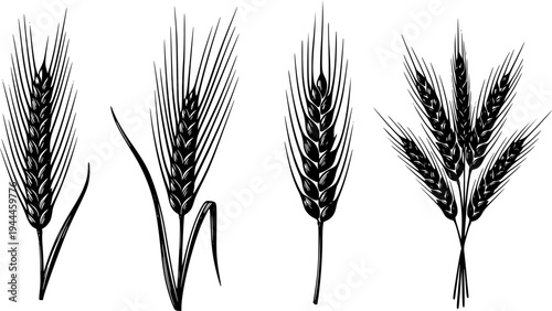 Grains plants and cereal, rye barley and wheat ear spikes. Bakery food concept. Hand drawn sketch vector illustration
