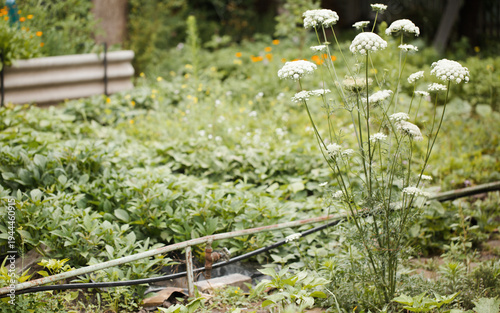 Sustainable vegetable garden with irrigation system and biodiversity plants