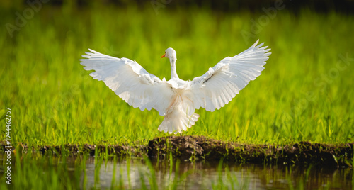 Fényképezés Western cattle egret (Ardea ibis) Kerala, India