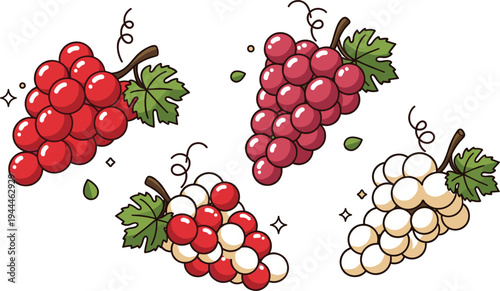 Grape clusters collection with red and white grapes and green leaves, fresh fruit vector illustration set for vineyard and food design
