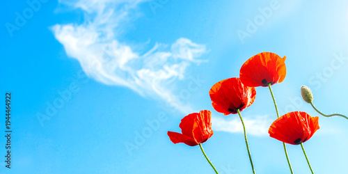 Wallpaper Mural four red poppy flowers against blue sky Torontodigital.ca