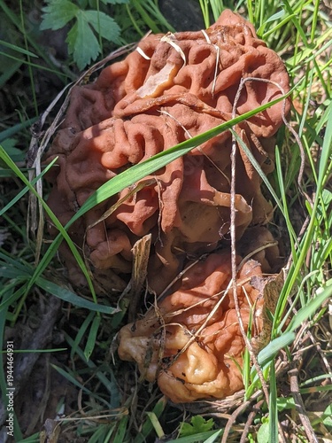 Big mushroom with wrinkled brown cap growing on forest floor among dry leaves, close up.
