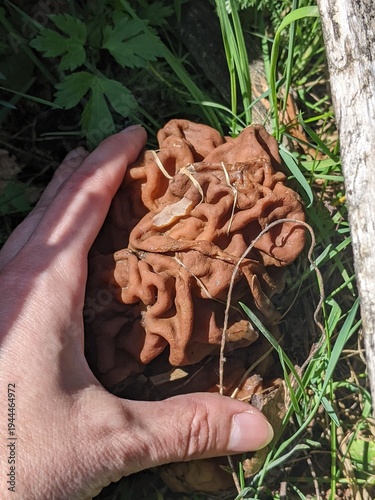 Big mushroom with wrinkled brown cap growing on forest floor among dry leaves, close up.