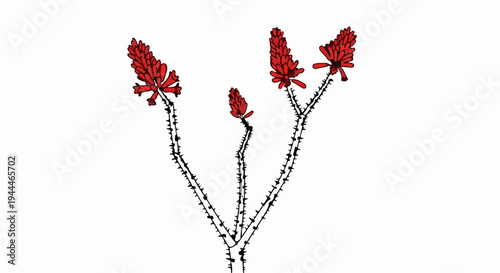 Red spiky branches with cluster flowers against white