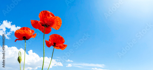 Wallpaper Mural poppy flowers against blue sky Torontodigital.ca