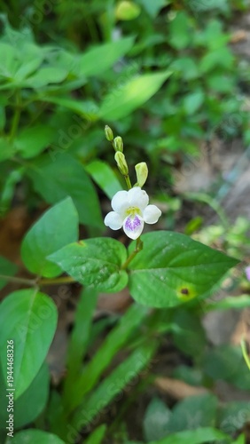 Delicate Wild White Flower Macro with Green Leaves in Tropical Nature