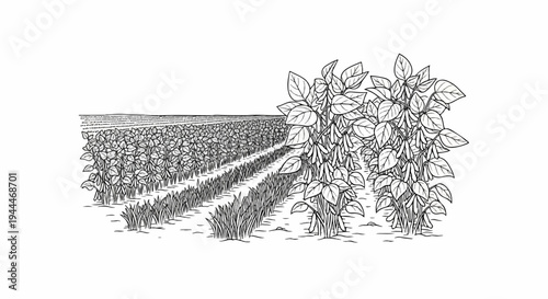 A hand-drawn sketch of a cultivated field with rows of plants and crops