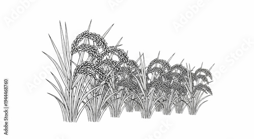 A line drawing shows a dense field of ripening rice stalks with many grain heads