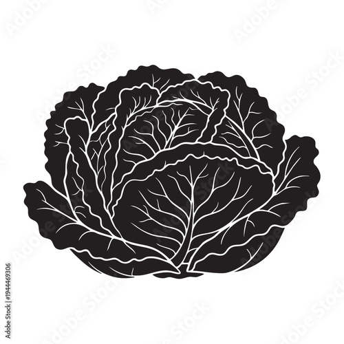 Fresh green cabbage head silhouette isolated on white background with intricate leaf veins and textured edges for healthy lifestyle graphics and agriculture industry marketing materials for kitchen