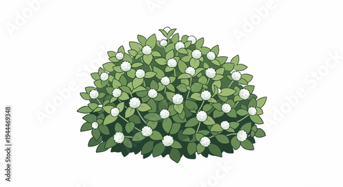 A rounded bush covered in small white spherical flowers and green leaves