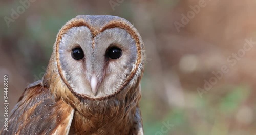 Beautiful Barn Owl Close-Up. 
