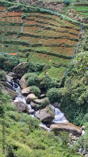 Lush Tropical Tea Plantation Landscape with Palm Trees and Rural Hillside Farm