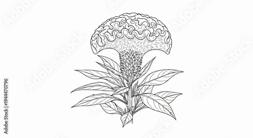 A detailed black and white line drawing of a flowering plant with a ruffled crest