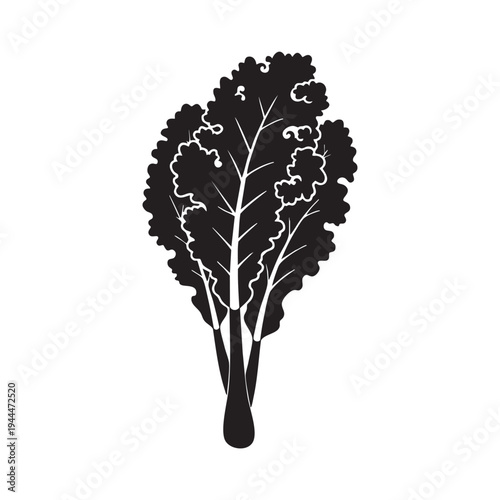 Kale plant, fresh healthy green leafy vegetable in silhouette. black vector illustration of organic ingredient for salads. superfood for diet