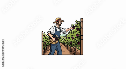 A person in a straw hat and overalls harvests grapes in a vineyard