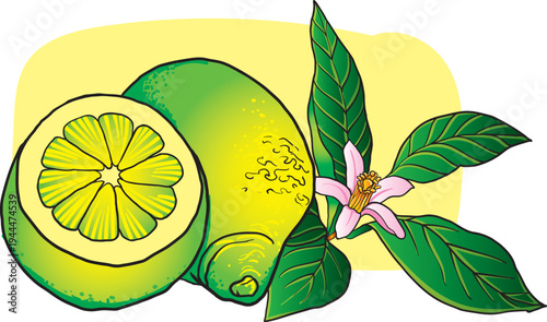 Fresh Lime with Blossoms and Leaves Botanical Vector Illustration