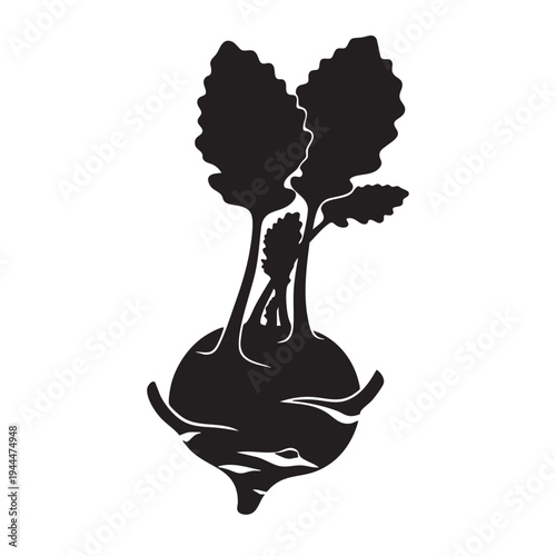 Kohlrabi vector illustration isolated on white background in simple flat style with leaves fresh organic vegetable produce for healthy cooking and culinary design