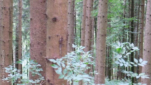 Deep in the forest with closely spaced tree trunks