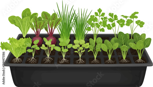 A black tray filled with healthy young plants, including lettuce, beets, and herbs