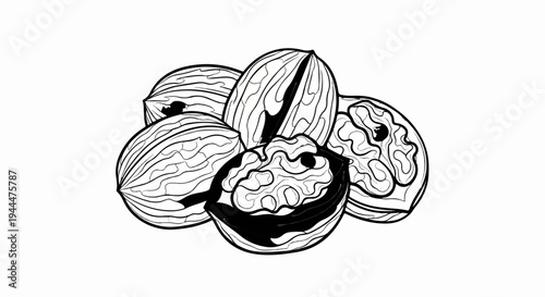 A collection of black and white line drawings of whole and cracked walnuts