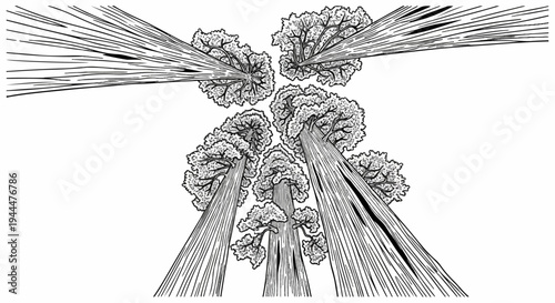 Looking up through a canopy of large trees with textured foliage