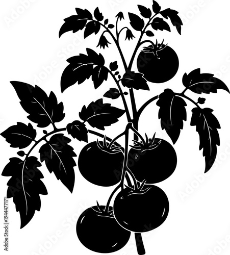 Tomato plant silhouette vector illustration