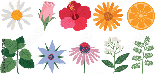 Colorful botanical flowers and leaves collection, garden floral elements set with orange slice, nature plant vector illustration