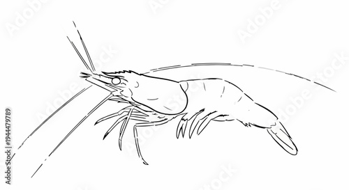 Line drawing of a shrimp with long antennae and legs